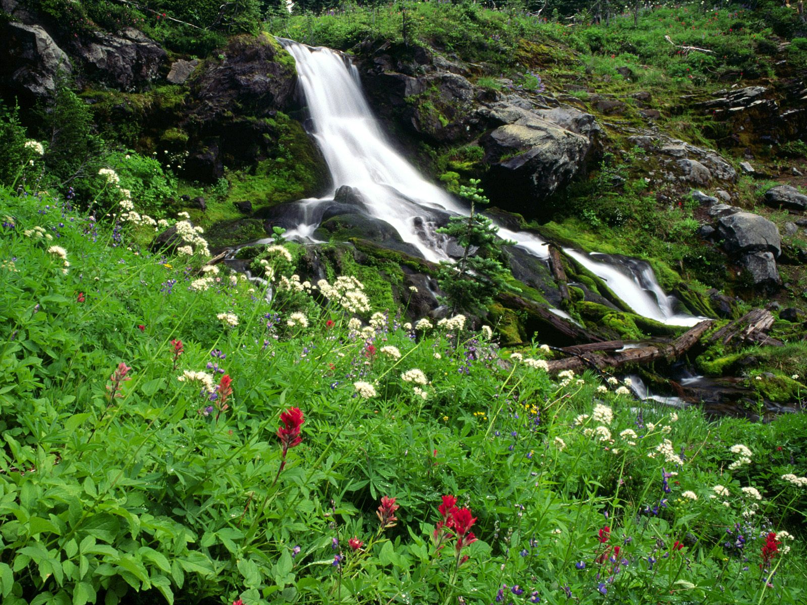 Wildflowers and Cool Waters, Mount Adams, Washin
